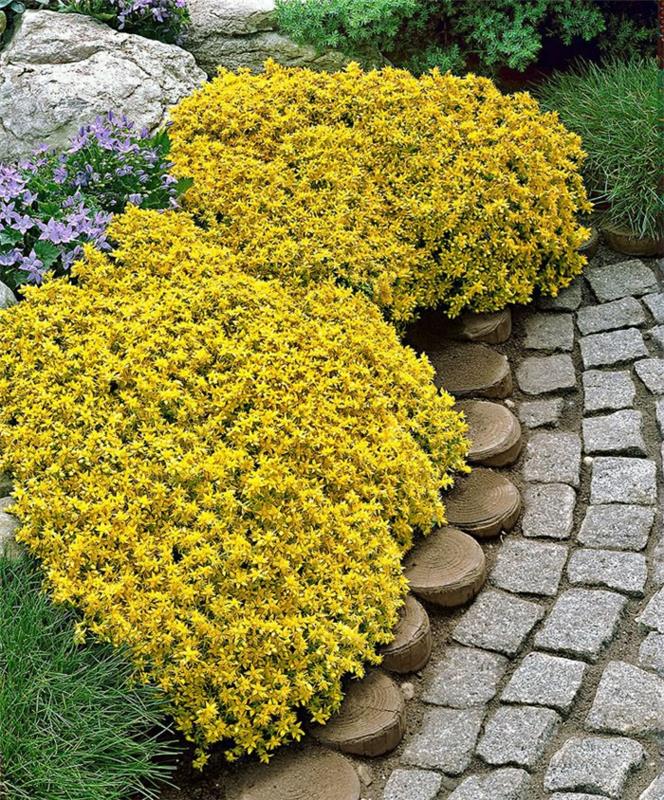 maanpäällinen sedum acregarten -puutarhan suunnitteluideoita