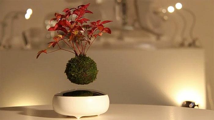 bonsai puu ilma lentävä sammal magneetti japanilainen projekti