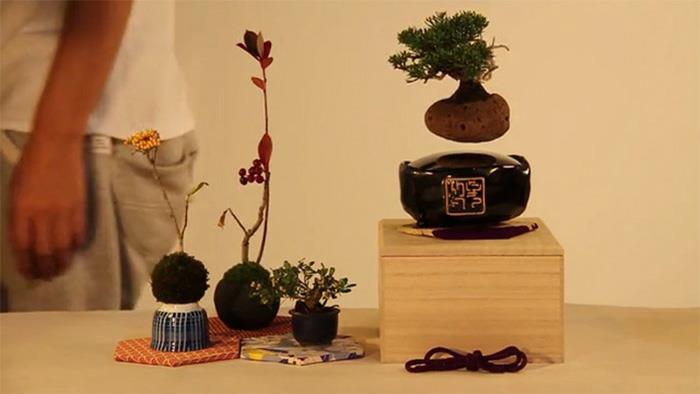 bonsai tree air japanilainen projekti