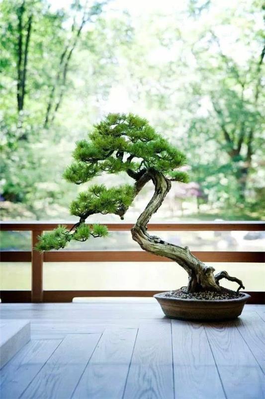 bonsai puu bonsai hoito puutarhan suunnittelu
