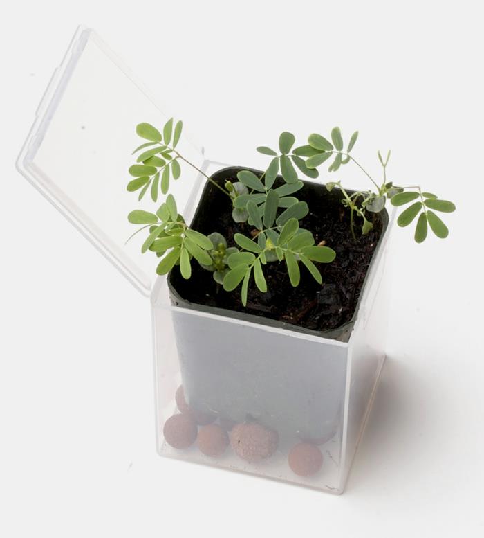 bonsai puu diy ideoita kontti