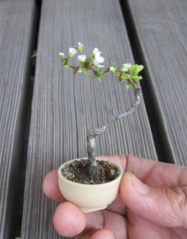 bonsai tree diy olla pieni luova