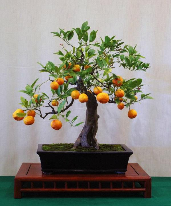 bonsai -puutarhan suunnittelu kauniita koriste -ideoita