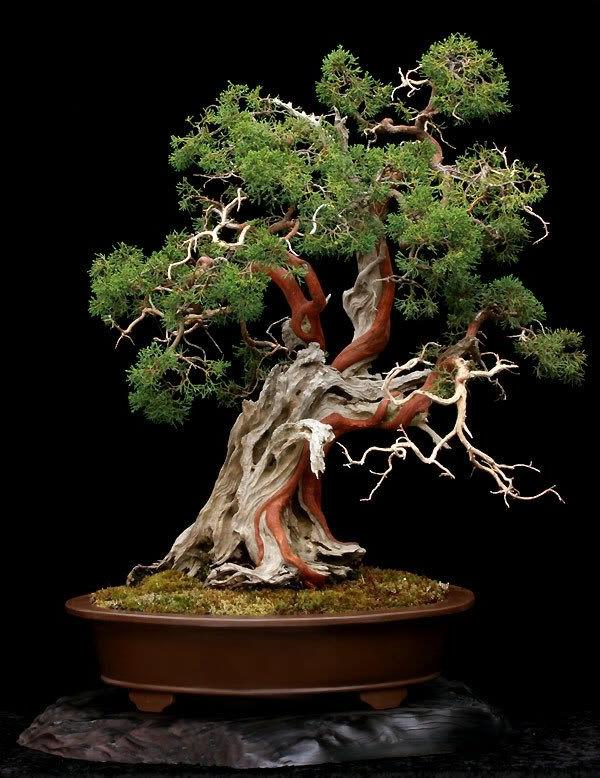 bonsai -puutarhakasvit puutarhan suunnittelu