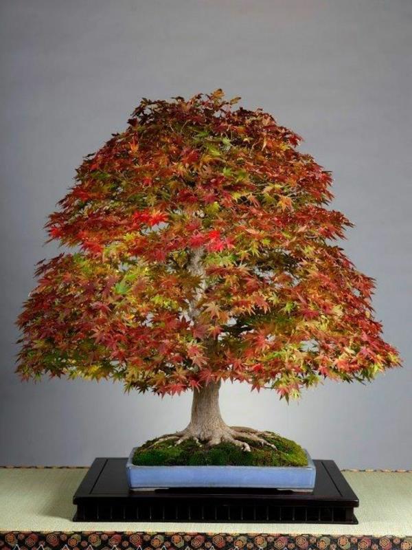 bonsai -puu syksy kauniita sisustusideoita