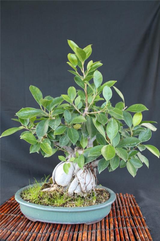 bonsai -puun ideoita diy -yhteensopiva säiliön hoito