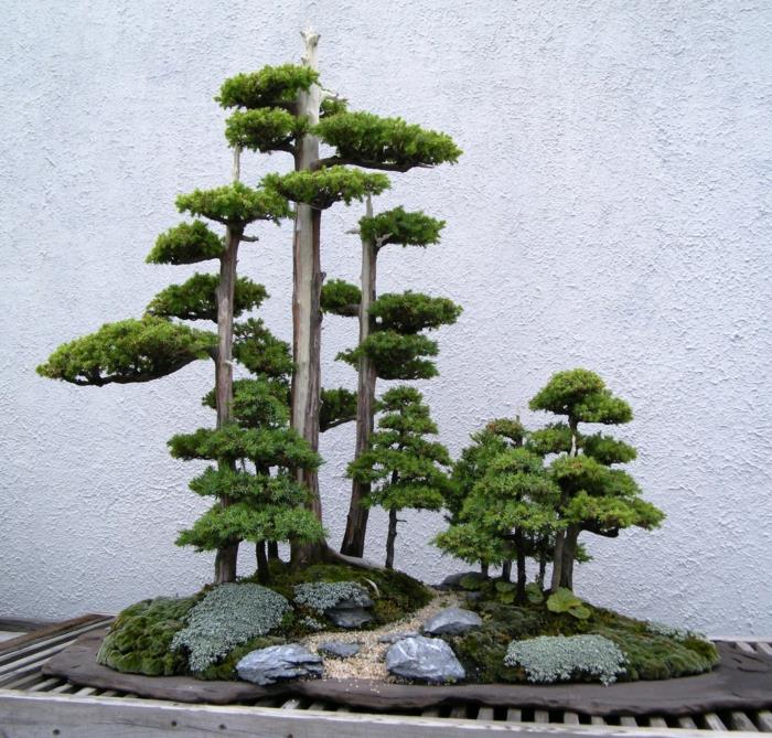 bonsai puun hoito bonsai diy ideoita