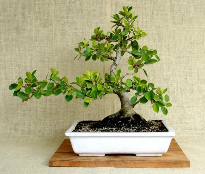 bonsai -puun hoito ficus -kasvi