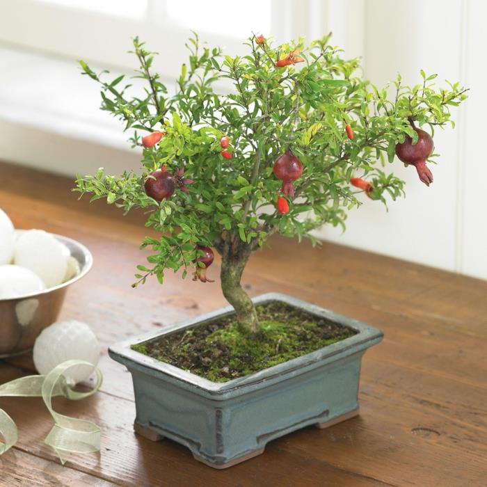bonsai -puun hoito hedelmät sopiva säiliö