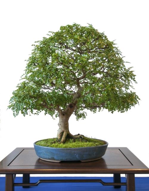 bonsai puun hoito sisustus design aasialainen