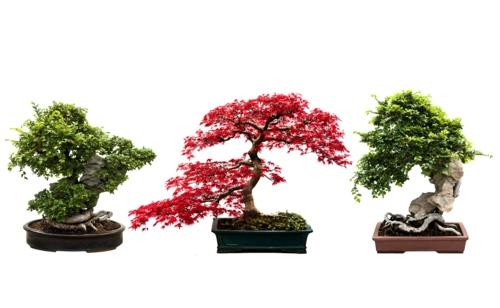 bonsai -puun hoito sisätilojen monimuotoisuus