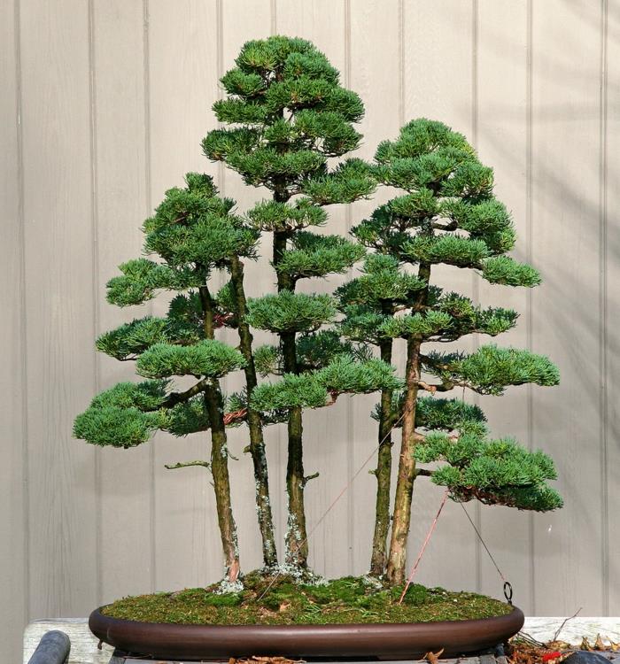 bonsai -puun hoito luovia ideoita koristeluideoita kasvi