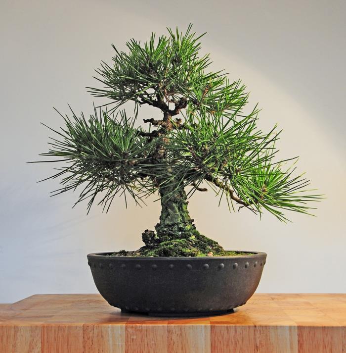 bonsai -puunhoitokasvien koristelu kotiin