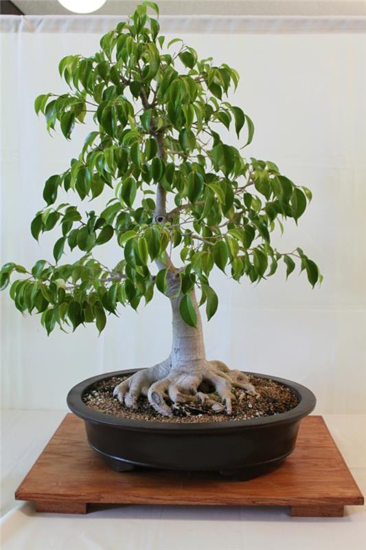 bonsai -puun hoito kauniita sisustusideoita