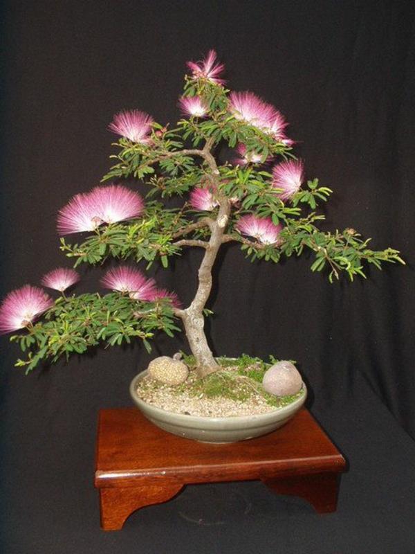 bonsai puu kauniita kukkia puutarhan suunnittelu