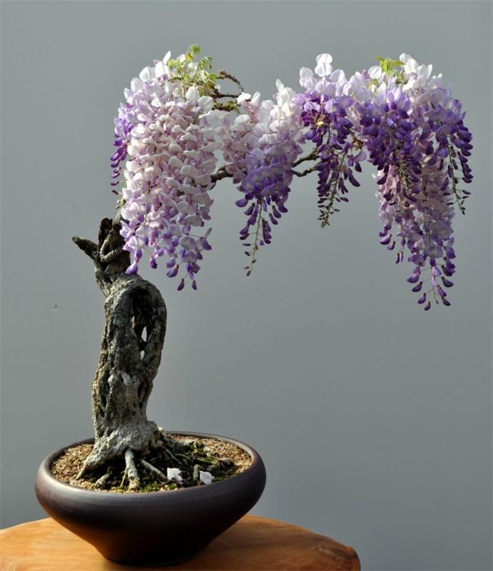 bonsai puu kauniita kukkia kasvi