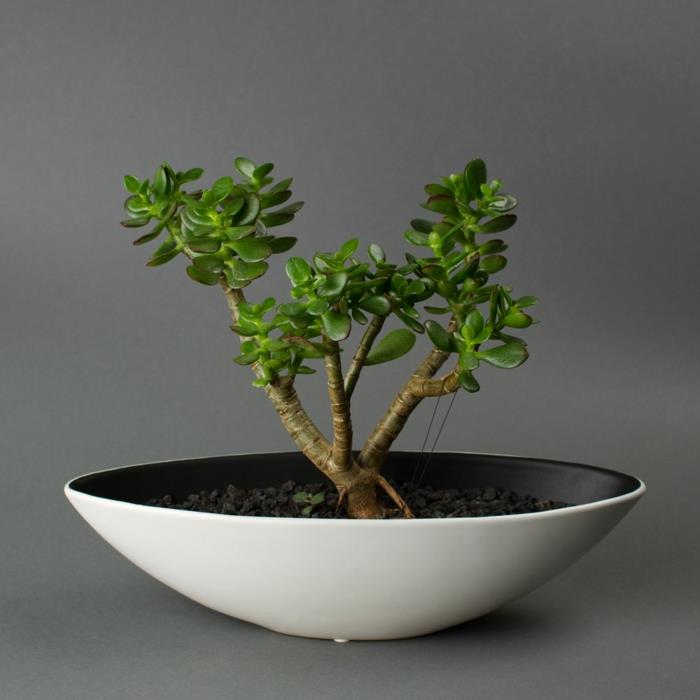 bonsai puu valkoinen säiliö sopiva maaperä