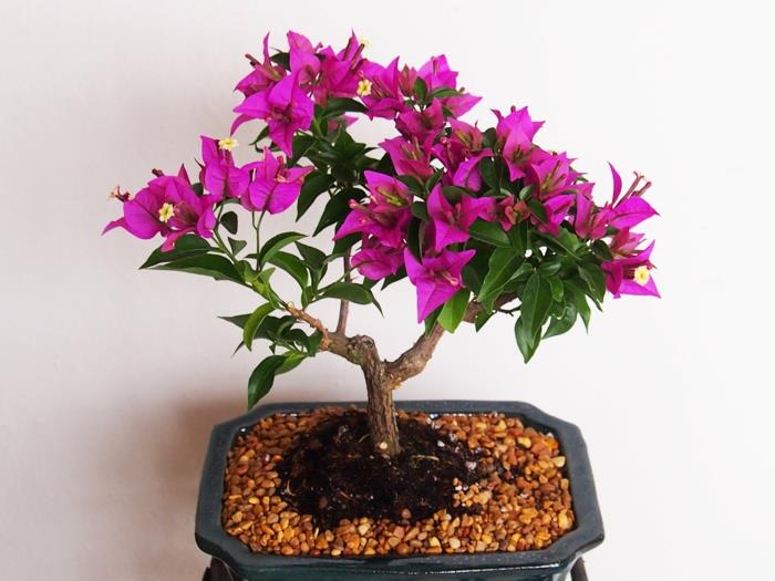 bonsai -puun hoito kauniita violetteja kukkia