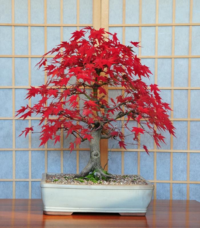 bonsai -puunhoidon huonekasvien sisustusideoita
