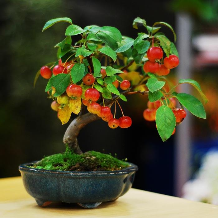bonsai puut mini omenapuu omenat