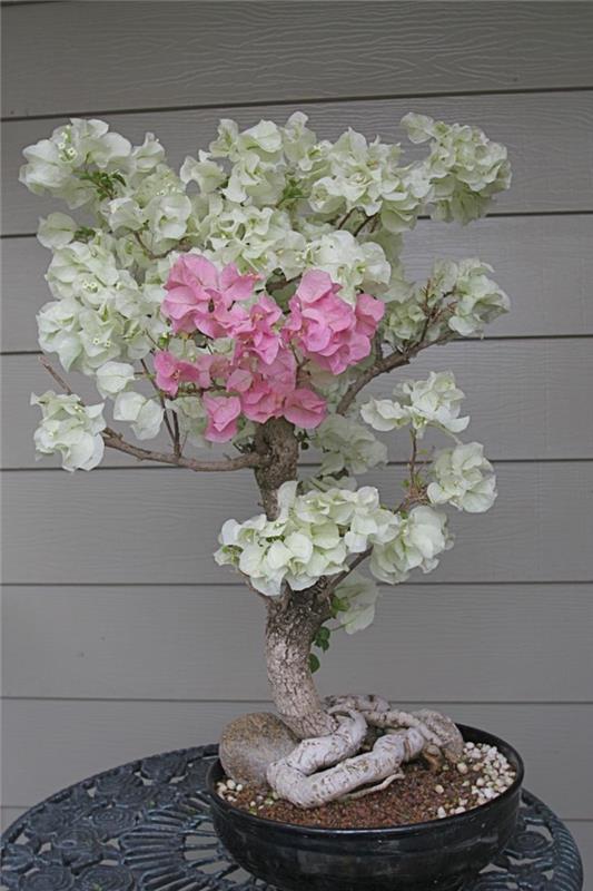 bonsai tree mini tree eksoottinen