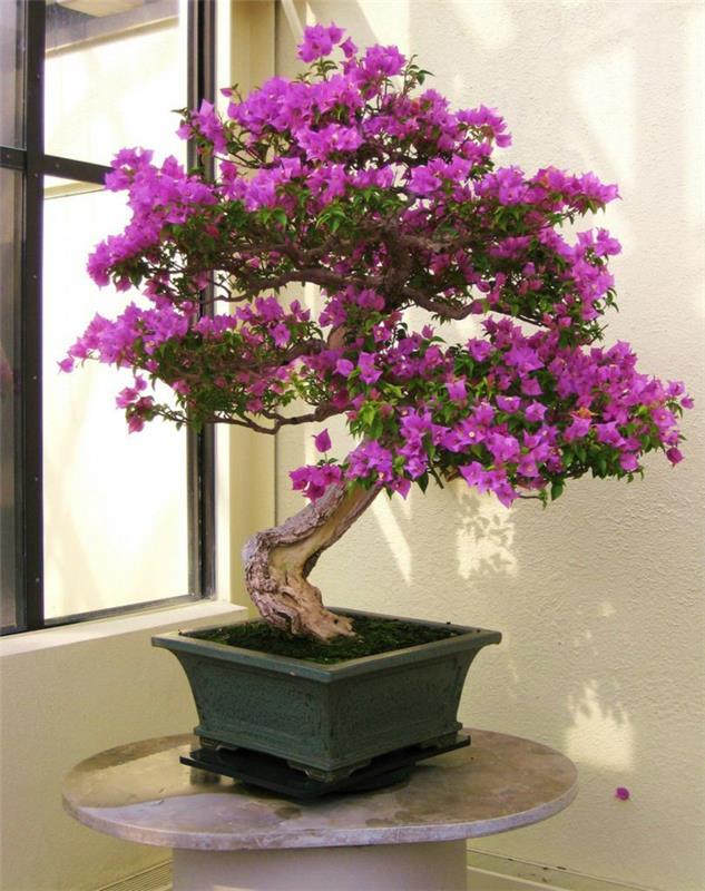 bonsai tree mini puu violetit kukat eksoottisia