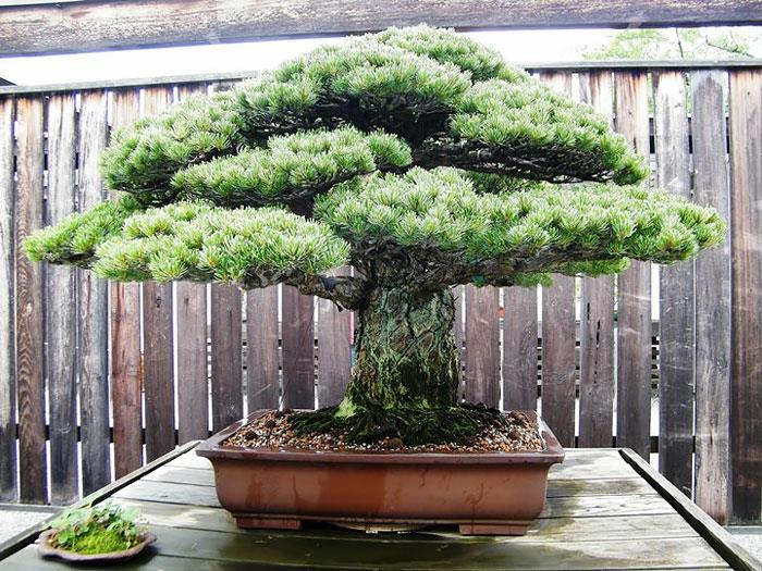 bonsai puut havupuu hiroshima