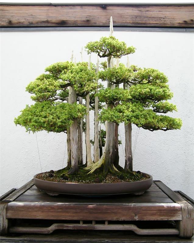 bonsai havupuut mini metsä pyöreä keraaminen kukkaruukku