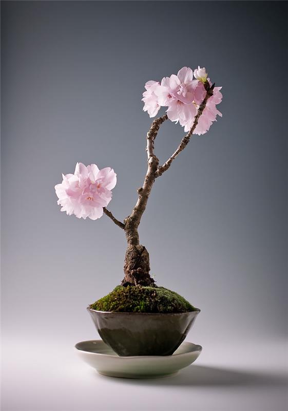 bonsai puut sakura kirsikkapuu mini vaaleanpunaiset kukat