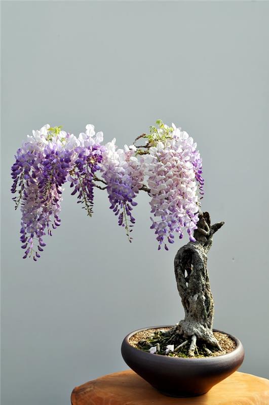 bonsai puut wisteria wisteria mini puu