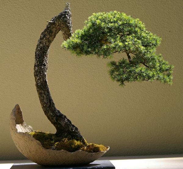 bonsai istuttaa epätavallisia puutarhakasveja