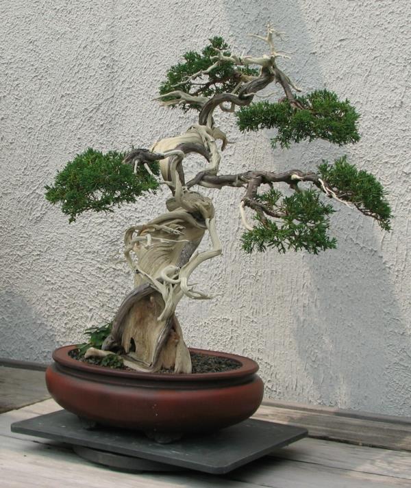bonsai -kasvi puutarhakasvit