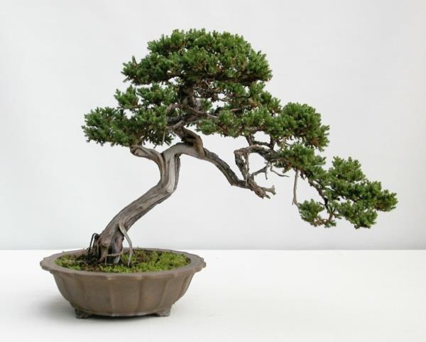 bonsai kasvi puutarhakasvit puutarhan suunnittelu