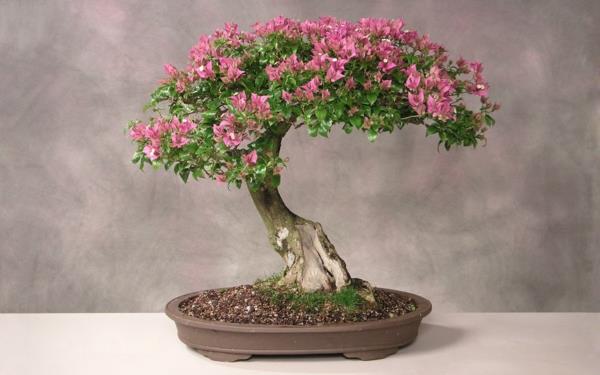 bonsai -kasvi kauniita vaaleanpunaisia ​​kukkia koriste -ideoita