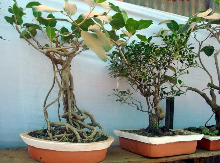 bonsai -puun hoito vastaavia konttilajeja koristeluideoita