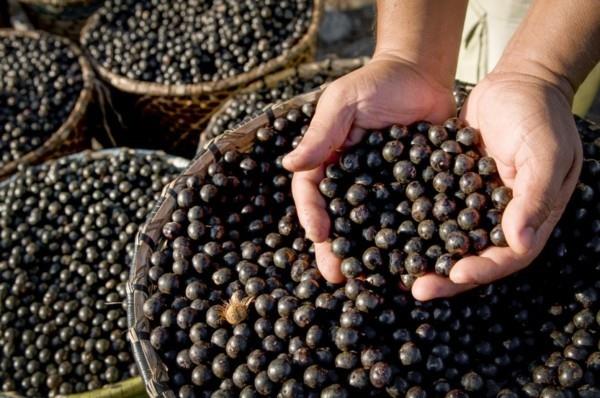 Brasilian acai -marja