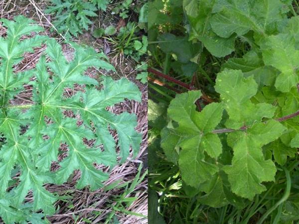 hogweed lehdet