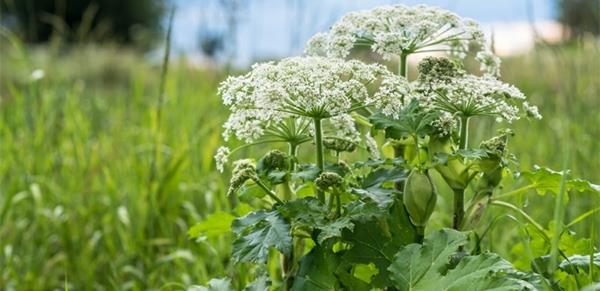 sika heracleum kasvi myrkyllinen