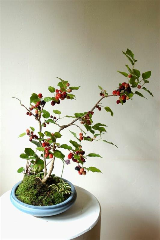 bonsai -kasvi puutarhakasvi
