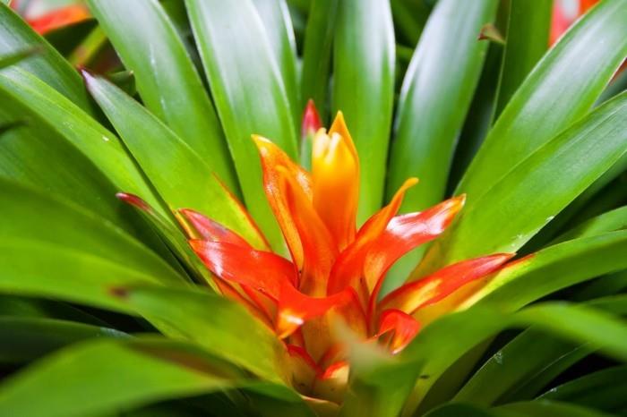 bromeliad sisätiloihin epätavallisilla lehdillä ja kauniilla kukilla