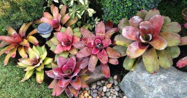 bromeliads aechmea kasvi
