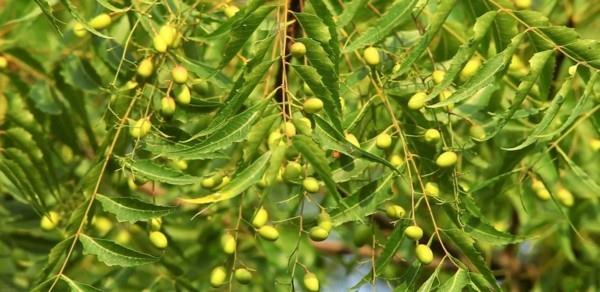 Boxwood -koit taistelevat neem -liemen kanssa
