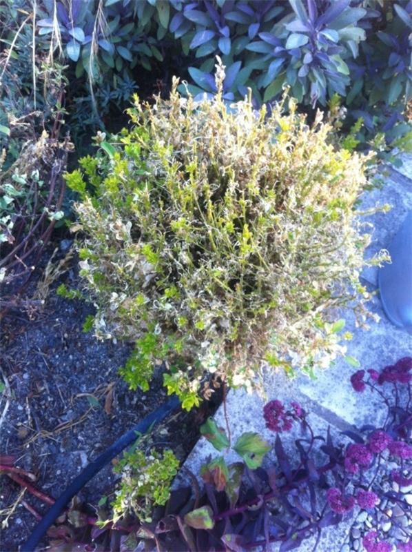 Boxwood -koit taistelevat luonnollisia kotihoitoja vastaan