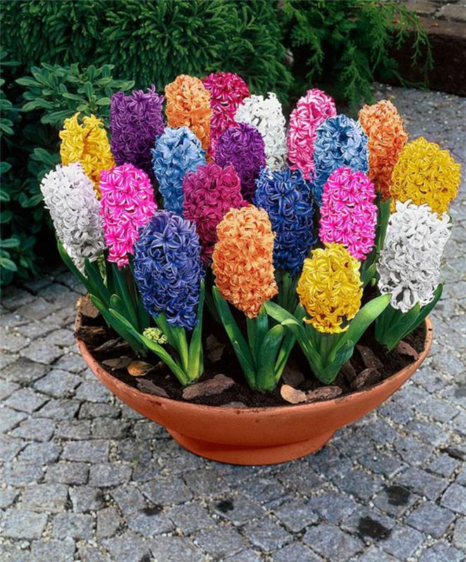 värikäs puutarha hyasintteja Hyacinthus orientalis kauniita kevään kukkia kuvia