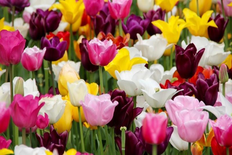 värikkäitä kevään kukkia tulppaanit