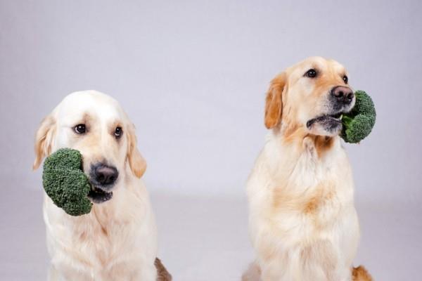 Parsakaali syö raakavettä ravinteita koiria