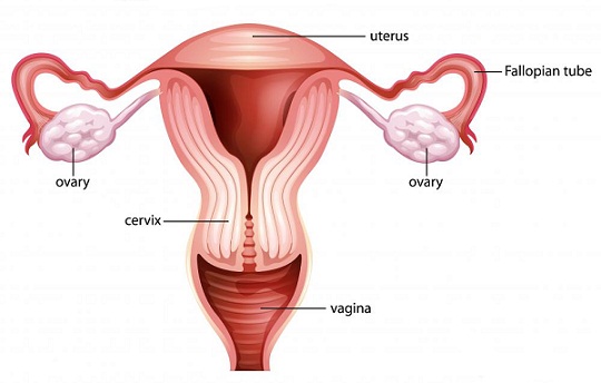 Livmoderhalsen under tidlig graviditet