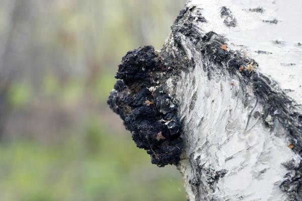 chaga -sieni koivulla