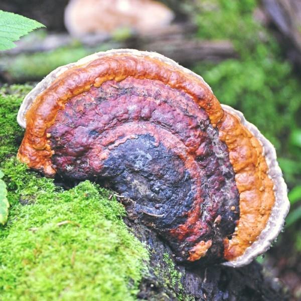 chaga -sienet adaptogens terveitä