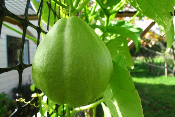 chayote -päärynän muotoinen vihreä kasvi